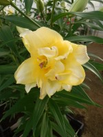 [4154 Exotic Sun PO No102.JPG]